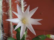 wit Kamerplanten Pasen Cactus (Rhipsalidopsis) foto