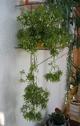 weiß Zimmerpflanzen Rhipsalis  foto
