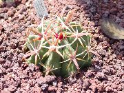 红 室内植物 Fero仙人掌 (Ferocactus) 照片