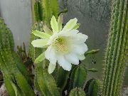 hvit Innendørs planter Peruanske Eple (Cereus) bilde