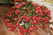 červená Izbové Rastliny Vianočný Kaktus (Schlumbergera) fotografie