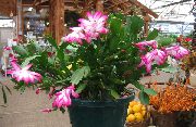 růžový Pokojové rostliny Vánoční Kaktus (Schlumbergera) fotografie