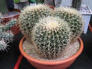 room desert cactus Eagles Claw Echinocactus 