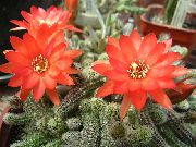 sarkans Telpaugi Dadzis Globuss, Lodlampa Kaktuss (Echinopsis) foto