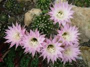 růžový Pokojové rostliny Bodlák Zeměkoule, Pochodeň Kaktus (Echinopsis) fotografie