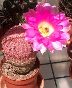 rožinis Vidinis augalai Ežys Kaktusas, Nėriniai Kaktusas, Vaivorykštinis Kaktusas (Echinocereus) nuotrauka