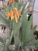 rojo Plantas de interior Áloe (Aloe) foto