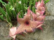rose  Charognes Plantes, Étoiles De Mer De Fleurs, Cactus D'étoile De Mer (Stapelia) photo