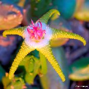 ყვითელი  ლეში ქარხანა, Starfish ყვავილების, Starfish Cactus (Stapelia) ფოტო