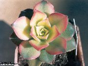 weiß  Samt Rose, Untertasse Pflanze, Aeonium  foto