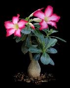 ვარდისფერი შიდა მცენარეები უდაბნოში გაიზარდა (Adenium) ფოტო