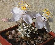 bílá Pokojové rostliny Anacampseros  fotografie