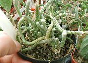 бял Стайни растения Anacampseros  снимка