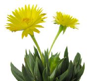 ყვითელი შიდა მცენარეები Bergeranthus Schwant  ფოტო