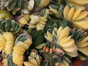 ვარდისფერი შიდა მცენარეები Dutch ფრთები, ადვოკატები ენა (Gasteria) ფოტო