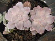rosa  Geister Pflanze, Mutter-Of-Pearl-Anlage (Graptopetalum) foto