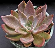 粉红色 室内植物 珍珠母鬼植物，植物 (Graptopetalum) 照片