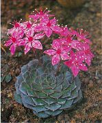 ピンク 屋内植物 ゴースト植物、マザー·オブ·パールの植物 (Graptopetalum) フォト
