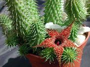 kırmızı Kapalı bitkiler Huernia  fotoğraf