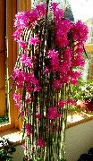 рожевий Домашні рослини Апорокактус (Aporocactus) фото