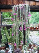 ვარდისფერი შიდა მცენარეები რათ კუდი Cactus (Aporocactus) ფოტო