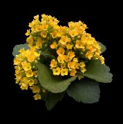 sarı Kapalı bitkiler Kalanchoe  fotoğraf