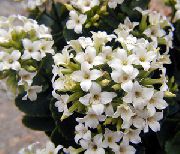 თეთრი შიდა მცენარეები Kalanchoe  ფოტო