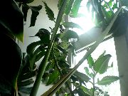 pembe Kapalı bitkiler Kalanchoe  fotoğraf