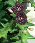 пурпурен Стайни растения Мърша Цветя (Caralluma, Orbea) снимка