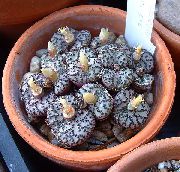黄 室内植物 锥厂 (Conophytum) 照片