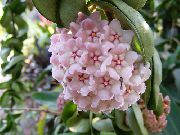 różowy Rośliny domowe Hoya (Bluszcz Wosk)  zdjęcie