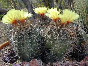 geltonas Vidinis augalai Astrophytum  nuotrauka