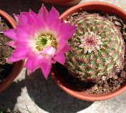 pink Indendørs planter Astrophytum  foto