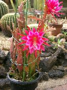 rosa Plantas de interior Cactus Correa, Orquídea Cactus (Epiphyllum) foto
