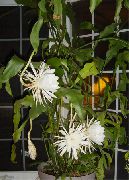 fehér Szobanövények Szíj Kaktusz, Orchidea Kaktusz (Epiphyllum) fénykép