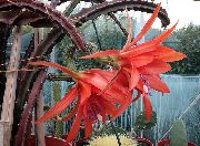 röd Krukväxter Sol Kaktus (Heliocereus) foto
