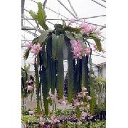 粉红色 室内植物 太阳仙人掌 (Heliocereus) 照片