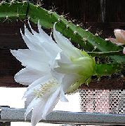 თეთრი შიდა მცენარეები მზე Cactus (Heliocereus) ფოტო