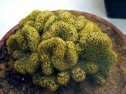 жълт Стайни растения Стара Дама Кактус, Mammillaria  снимка