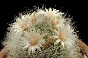бял Стайни растения Стара Дама Кактус, Mammillaria  снимка