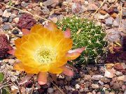 galben Plante de interior Cactus Știuleți (Lobivia) fotografie