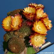 oranžinis Vidinis augalai Cob Kaktusas (Lobivia) nuotrauka