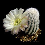 Cob Cactus wit Plant