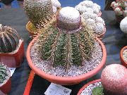 ვარდისფერი შიდა მცენარეები თურქები ხელმძღვანელი Cactus (Melocactus) ფოტო