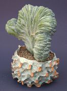 balts Telpaugi Zila Svece, Melleņu Kaktuss (Myrtillocactus) foto