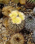 geltonas Vidinis augalai Neoporteria  nuotrauka