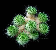 Tephrocactus gul Växt