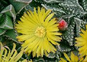 żółty Rośliny domowe Faucaria  zdjęcie