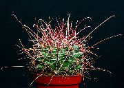 黄 室内植物 Hamato仙人掌 (Hamatocactus) 照片