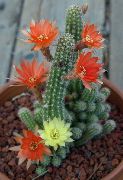 vermelho Plantas de interior Peanut Cactus (Chamaecereus) foto